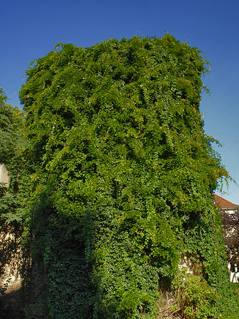 Helenenturm Foto 