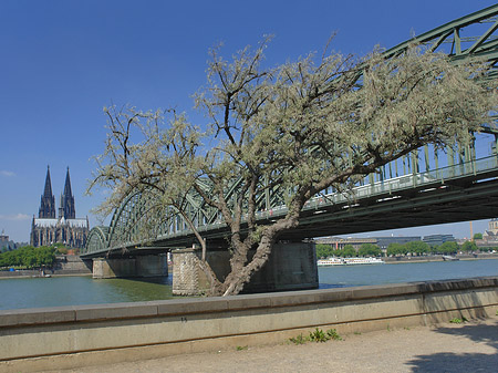 Fotos Hohenzollernbrücke am Kölner Dom | Köln