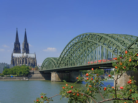 Fotos Strauch vor Hohenzollernbrücke