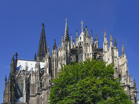 Kölner Dom mit Baum