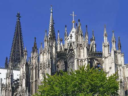 Kölner Dom mit Baum Foto 