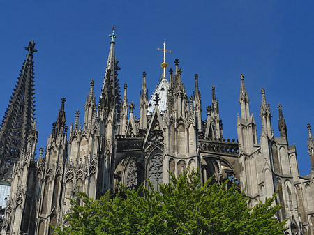 Fotos Kölner Dom mit Baum