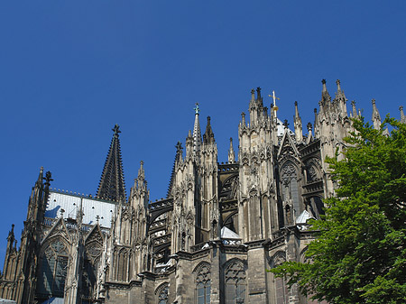 Fotos Kölner Dom mit Baum