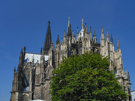 Fotos Kölner Dom mit Baum