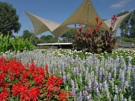 Foto Tanzbrunnen im Rheinpark - Köln