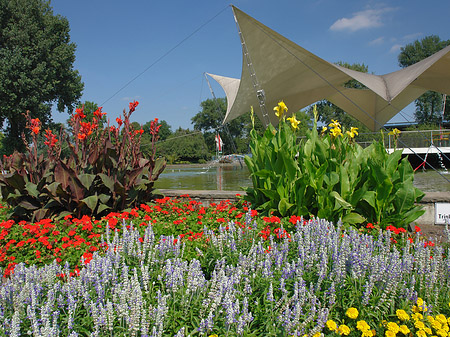 Foto Tanzbrunnen im Rheinpark - Köln