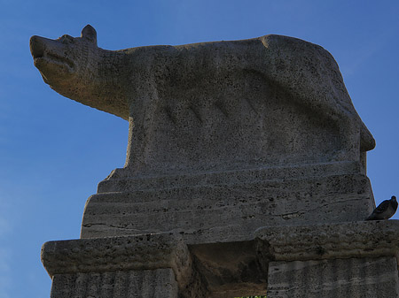 Foto Wolfsstatue am Stadtmuseum